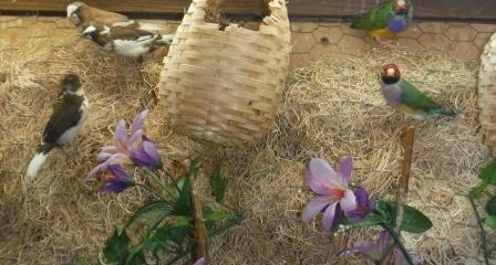 finches