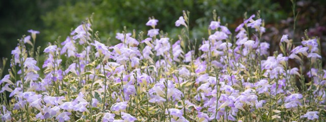 flowers_920x343